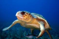 Turtle