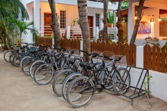 Bike Rentals