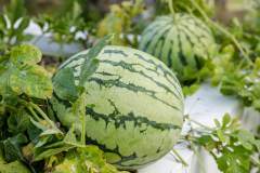 Weezies-Garden-Greenhouse-C-03_web