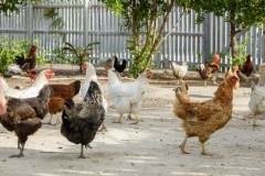 Weezies-Garden-Greenhouse-Chickens-01_web