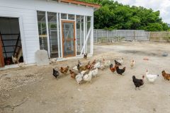 Weezies-Garden-Greenhouse-Chickens-08_web