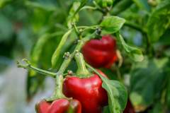 Weezies-Garden-Greenhouse-E-01_web