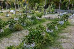 Weezies-Garden-Greenhouse-F-01_web