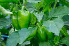 Weezies-Garden-Greenhouse-H-01_web