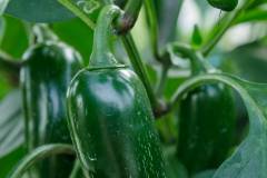 Weezies-Garden-Greenhouse-I-01_web